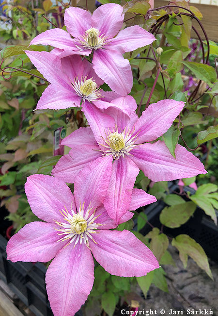 Clematis  'Rosamunde', loistokrh